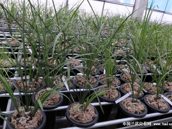 幽兰怎么样？从空谷王者香到荧幕新形象，一文读懂它的千年风骨与争议