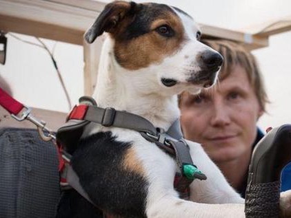 标题：从见狗就跑到淡定撸狗，我是咋样搞定怕狗这毛病的？